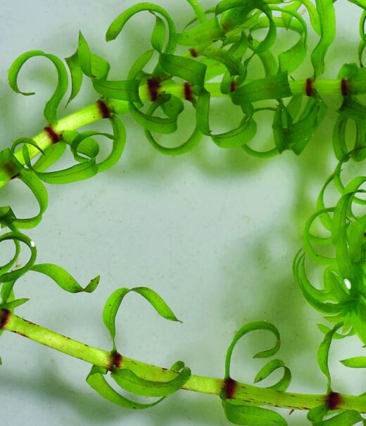 Two strands of a water weed with short bright green, curly leaves