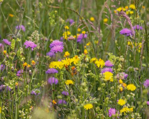 purple and yellow wildflowers in a field