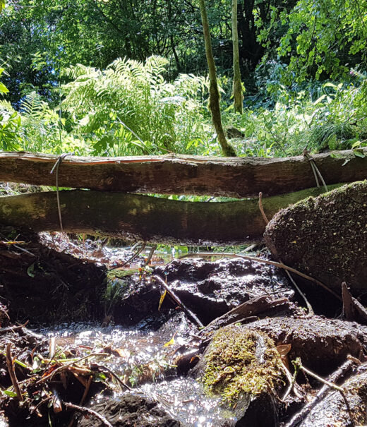 Two tree trunks have been placed across a small stream and secured in place by wooden uprights on either side. Water can flow beneath the tree trunks.