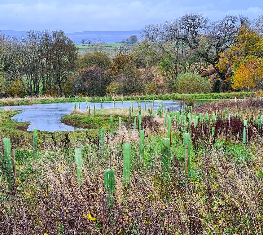 Saplings with green tree tubes planted along the banks of a meandering river.