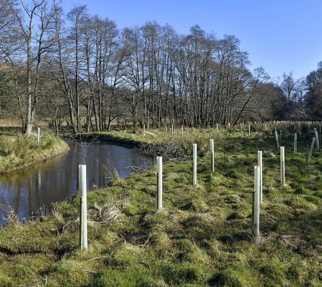 Saplings in plastic tree tubes planted along the banks of a meandering river.