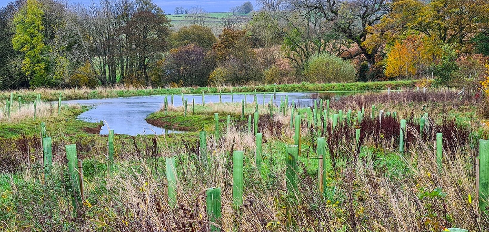 Saplings with green tree tubes planted around the edge of a meandering watercourse.