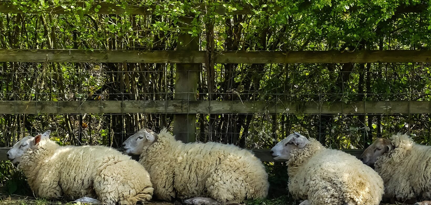 Four sheep are shelter from the sun under a hedgerow.