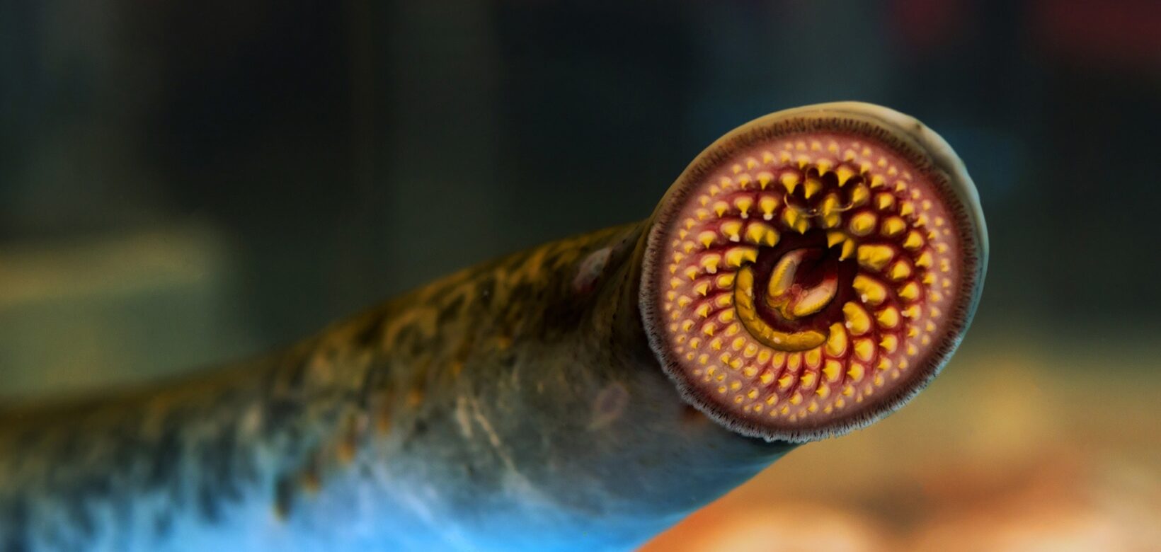 Close up of Lamprey mouth.