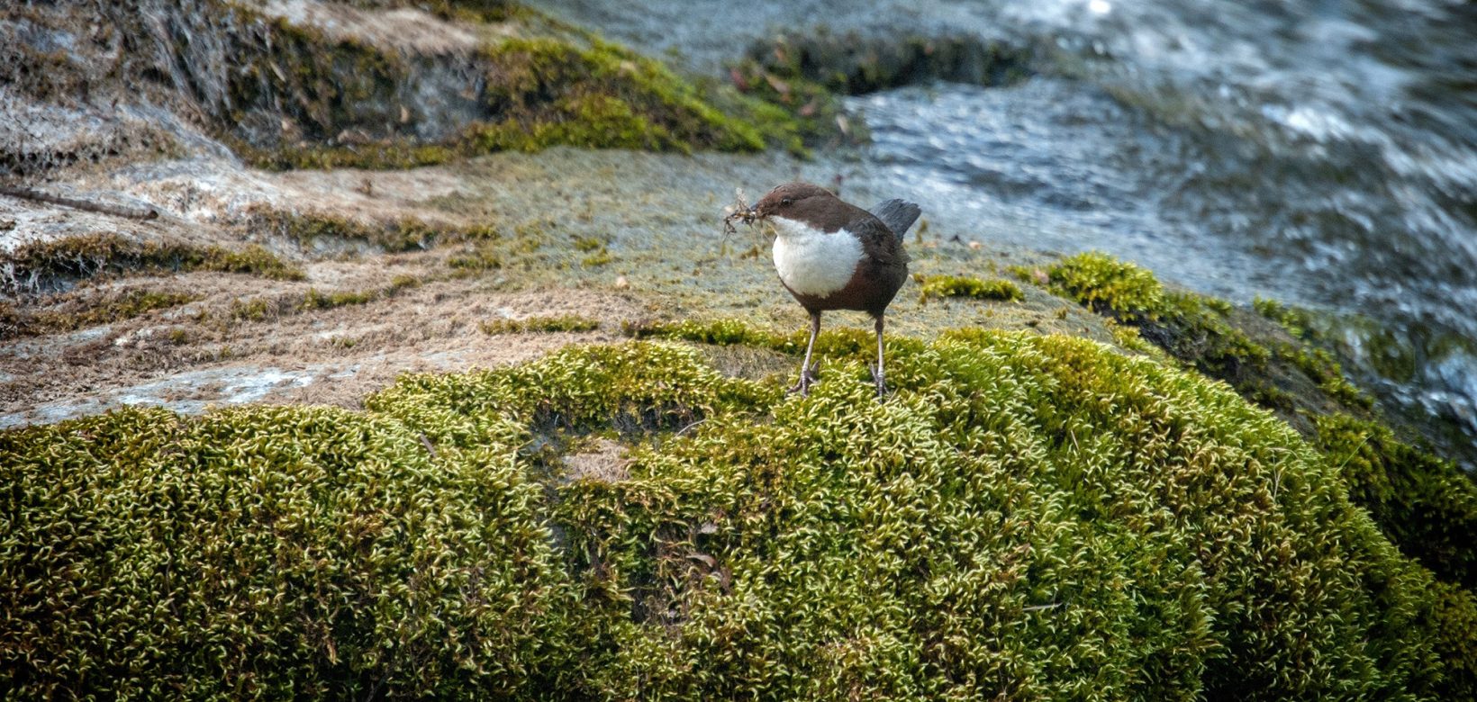 A plump brown bird with a white throat and chest stands on a large mossy rock by the river's edge.