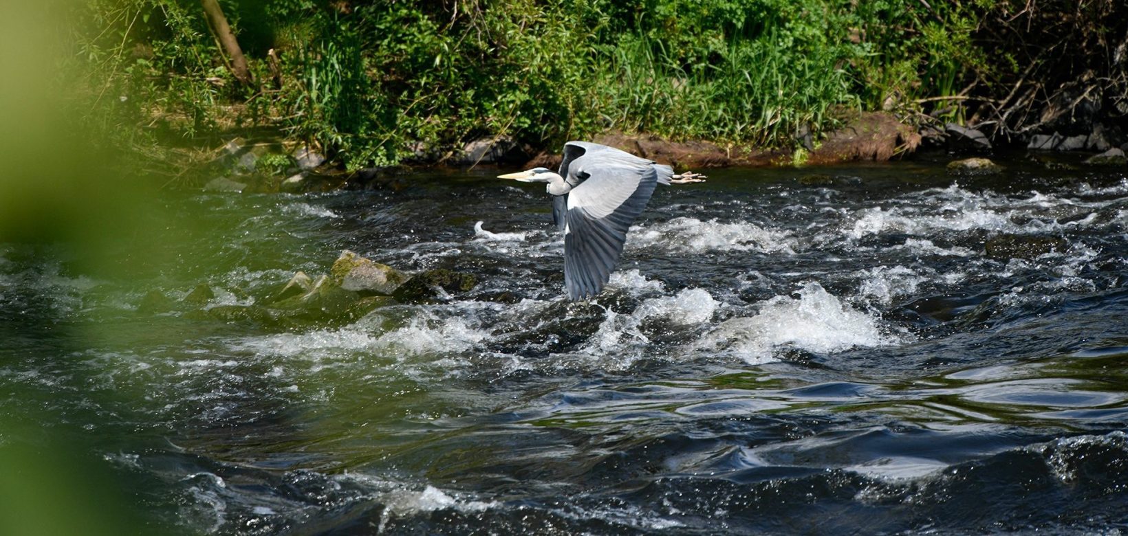 Grey heron flying low over a river