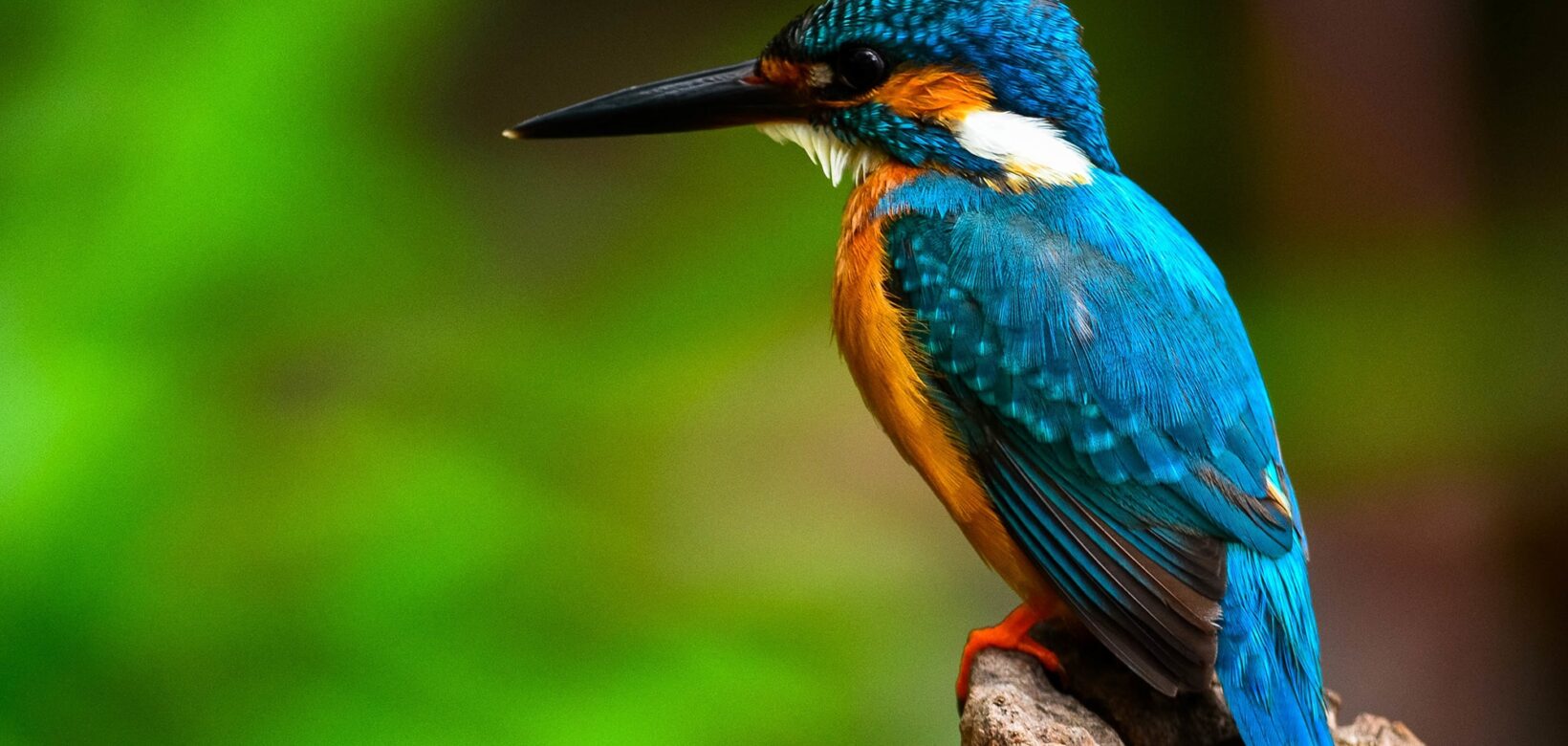 Close up of Kingfisher sat on wooden tree stump.