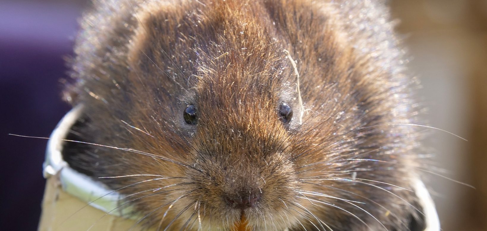 Water vole peeking out of a cardboard tube.
