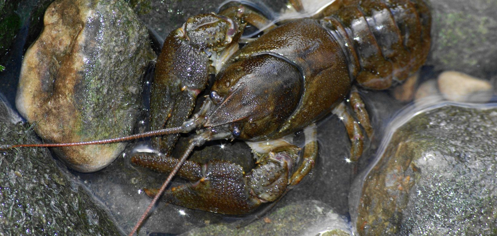 Brown coloured crayfish is out of the water on top of small stones and rocks