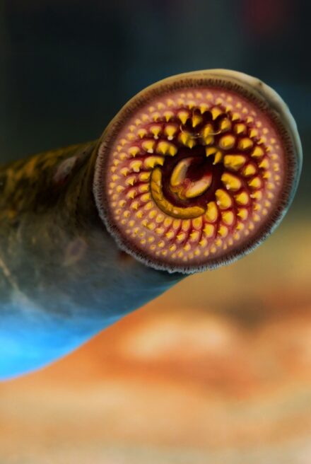 Close up of Lamprey mouth.