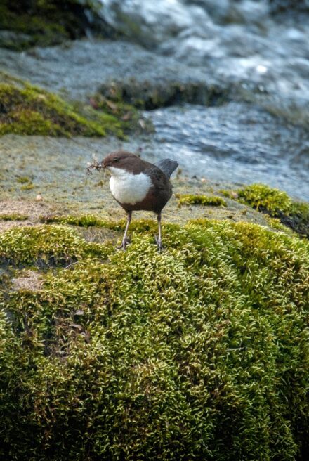 A plump brown bird with a white throat and chest stands on a large mossy rock by the river's edge.
