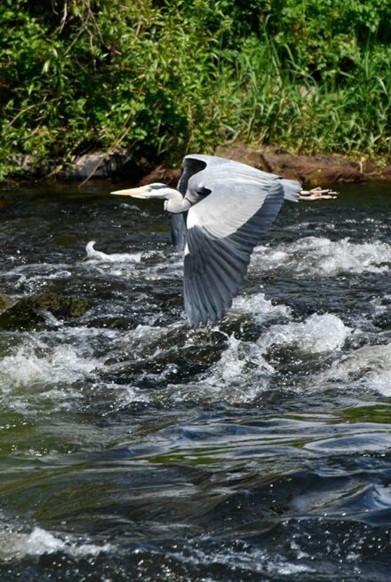 Grey heron flying low over a river