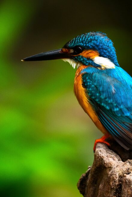 Close up of Kingfisher sat on wooden tree stump.