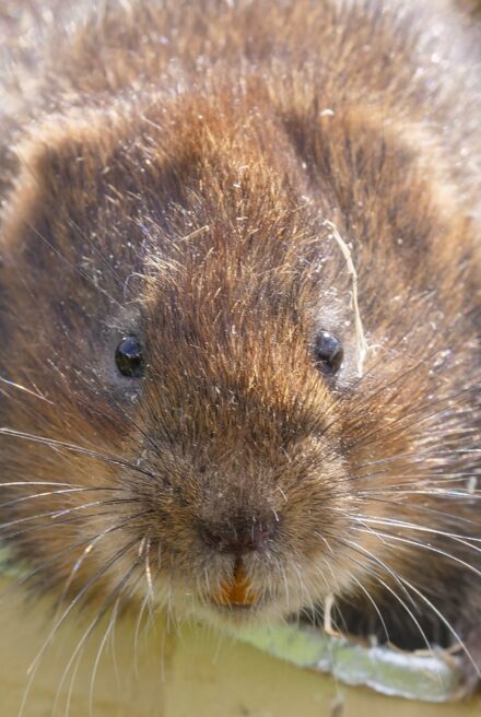 Water vole peeking out of a cardboard tube.
