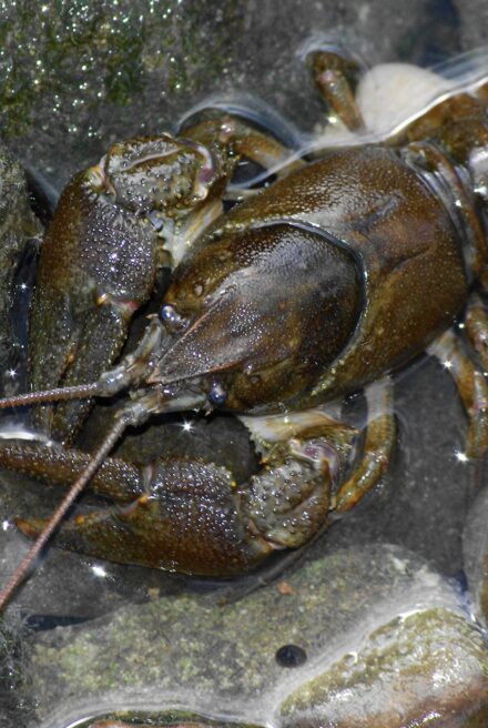 Brown coloured crayfish is out of the water on top of small stones and rocks