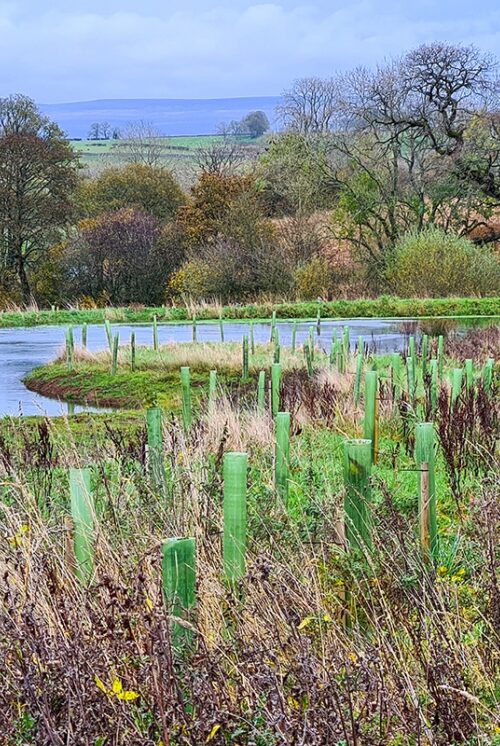 Saplings with green tree tubes planted around the edge of a meandering watercourse.