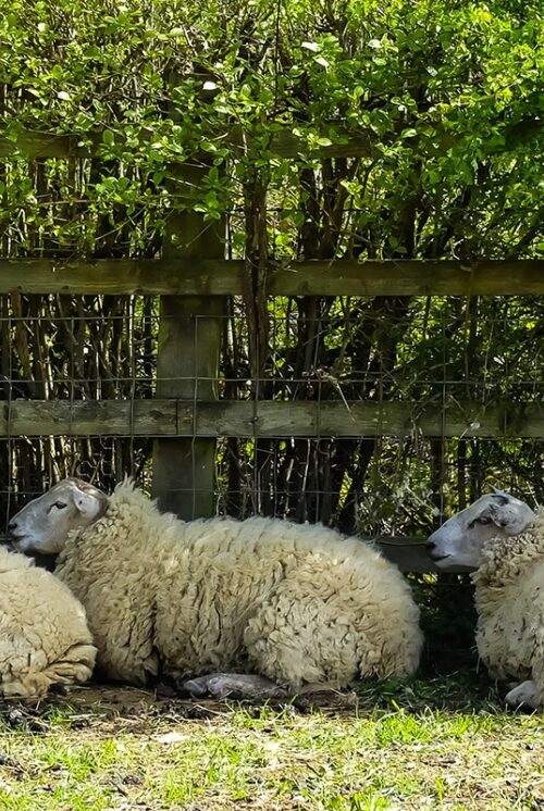 Four sheep are shelter from the sun under a hedgerow.