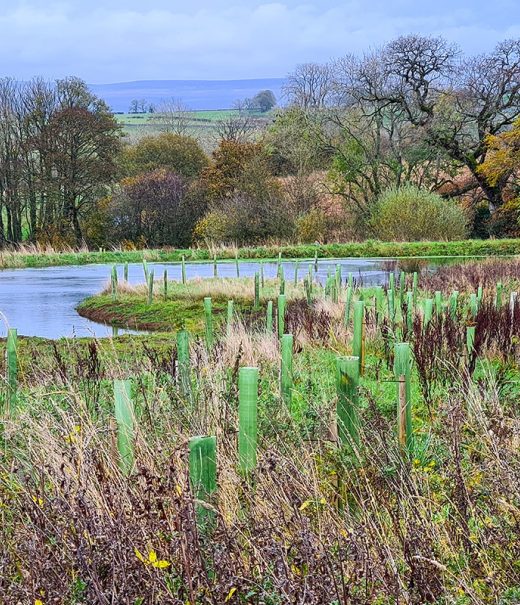 Saplings with green tree tubes planted around the edge of a meandering watercourse.