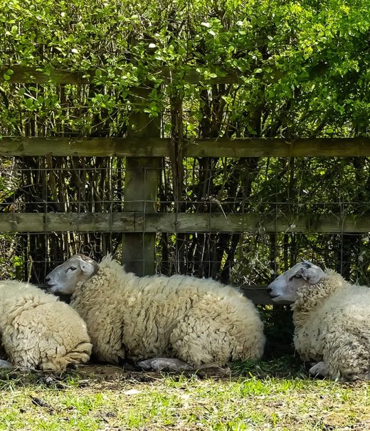 Four sheep are shelter from the sun under a hedgerow.