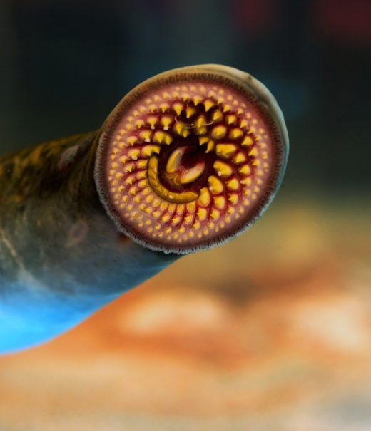 Close up of Lamprey mouth.