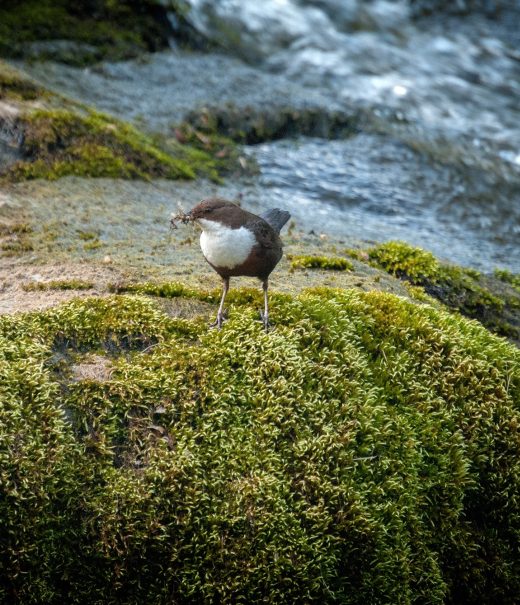 A plump brown bird with a white throat and chest stands on a large mossy rock by the river's edge.
