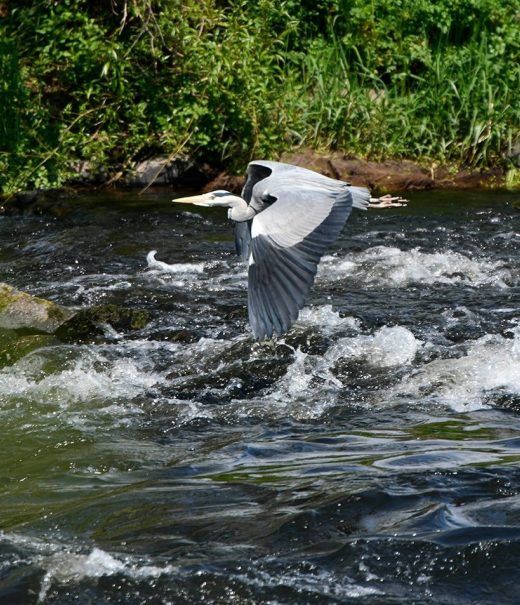 Grey heron flying low over a river