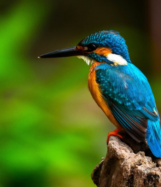 Close up of Kingfisher sat on wooden tree stump.