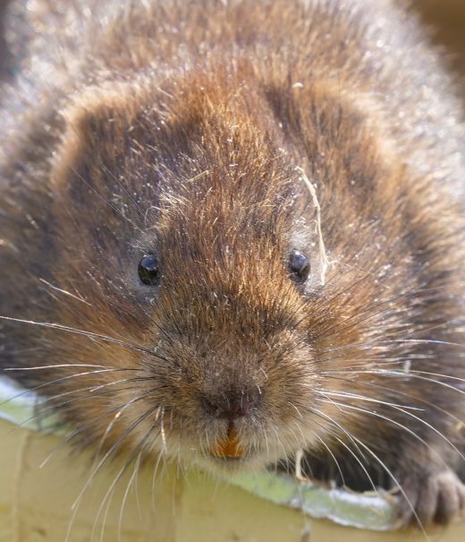 Water vole peeking out of a cardboard tube.