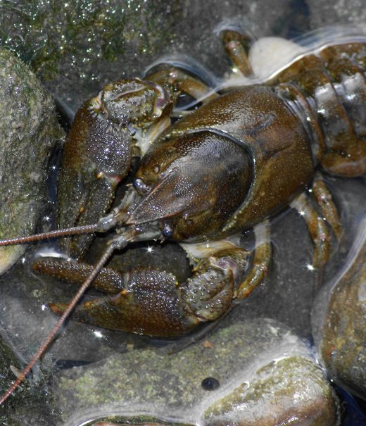Brown coloured crayfish is out of the water on top of small stones and rocks