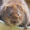 Water vole peeking out of a cardboard tube.