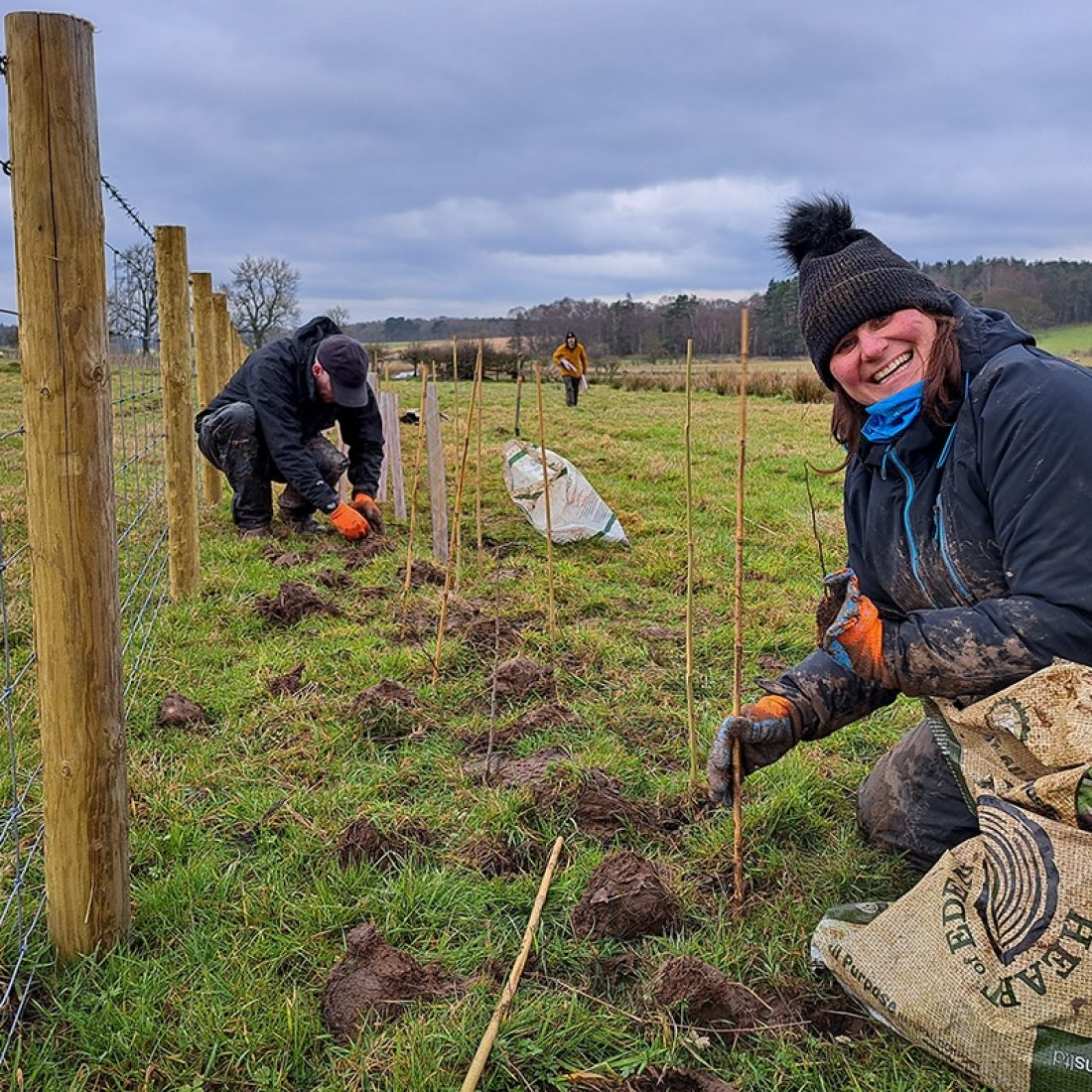 Hedge planting by volunteers, planting saplings, braced with sticks and protected with tree guards and wooden fencing.