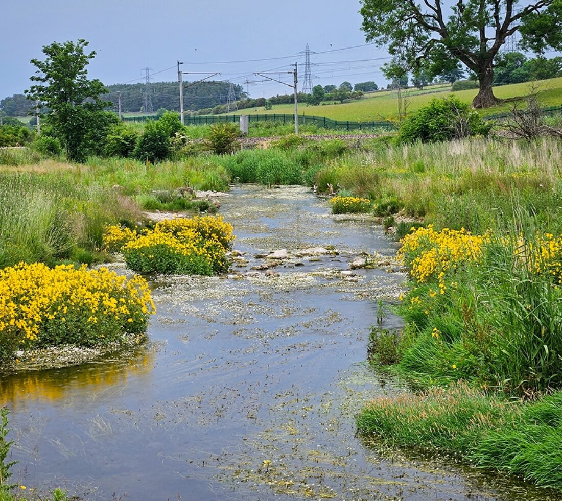 View looking along a meandering watercourse bordered by bright yellow flowers and thick green growth.