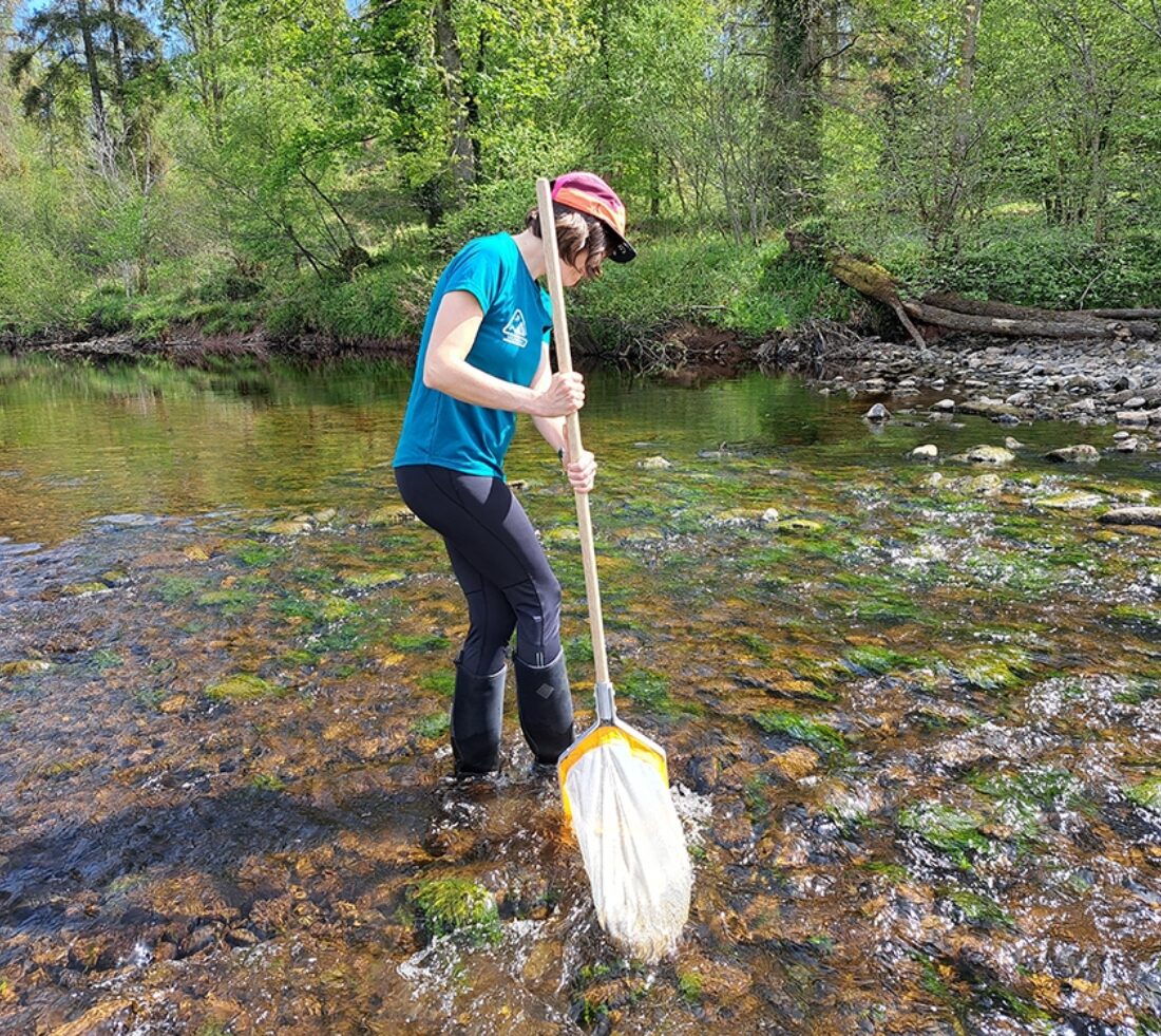 A volunteer with a net standing in shallow river.