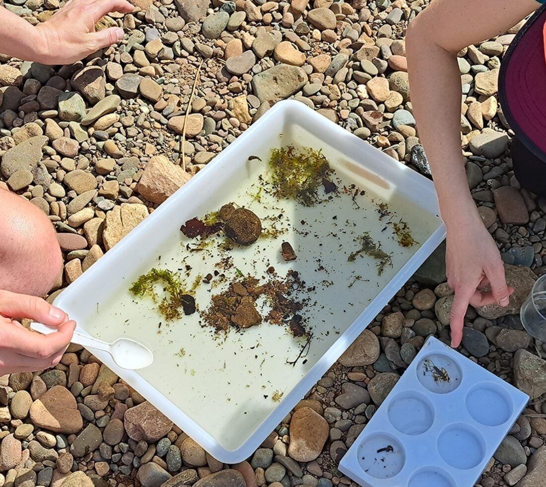 View of a white aquatic specimen tray with a sample of river water and its flora and fauna.
