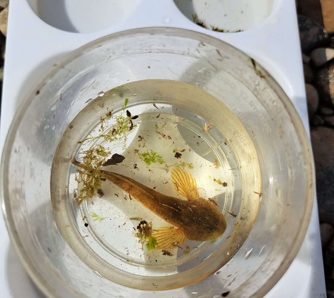Plastic sample pot containing river water and a Bullhead.