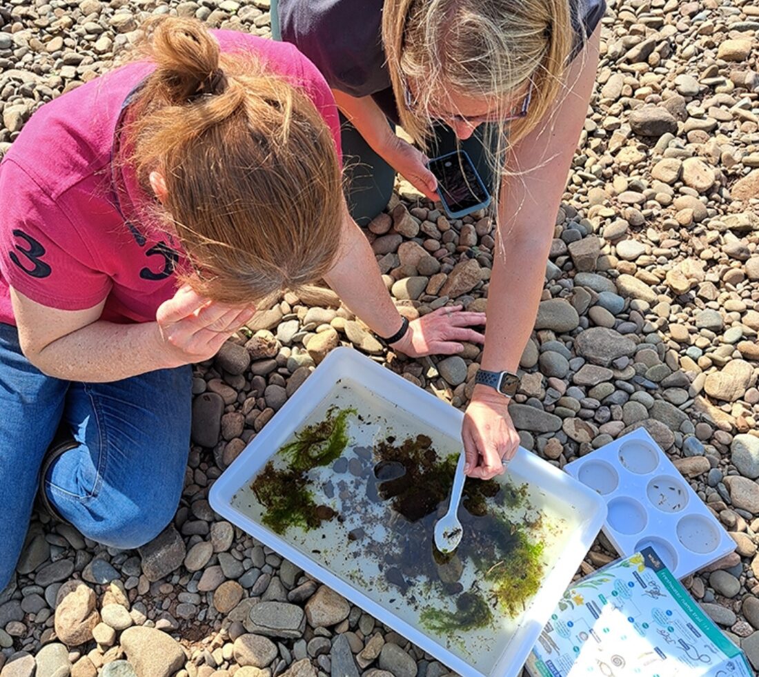 Two volunteers examining river flora and fauna in a large white sample tray.