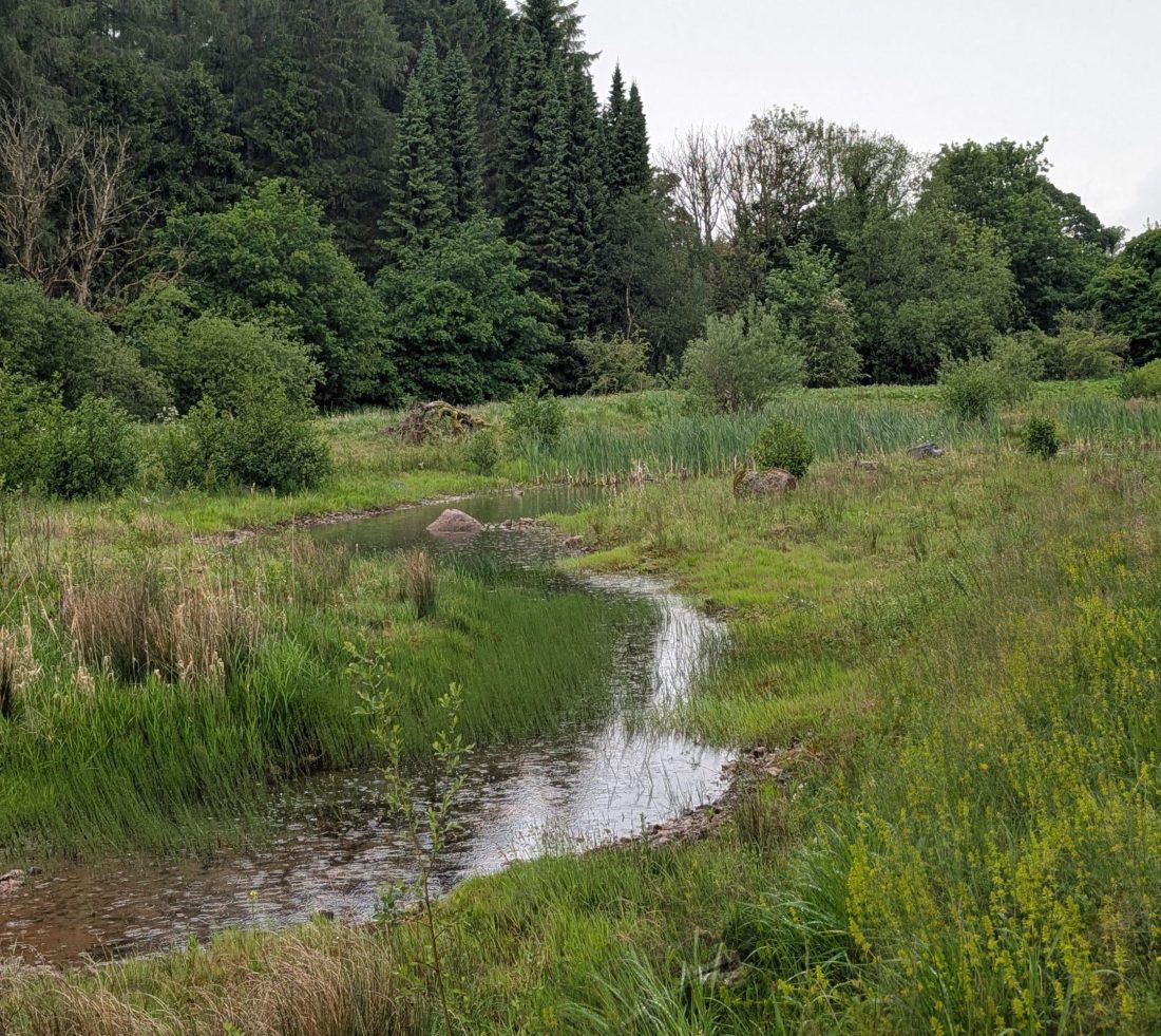 View of a meandering stream through thick grass covered habitat, mixed trees in background.