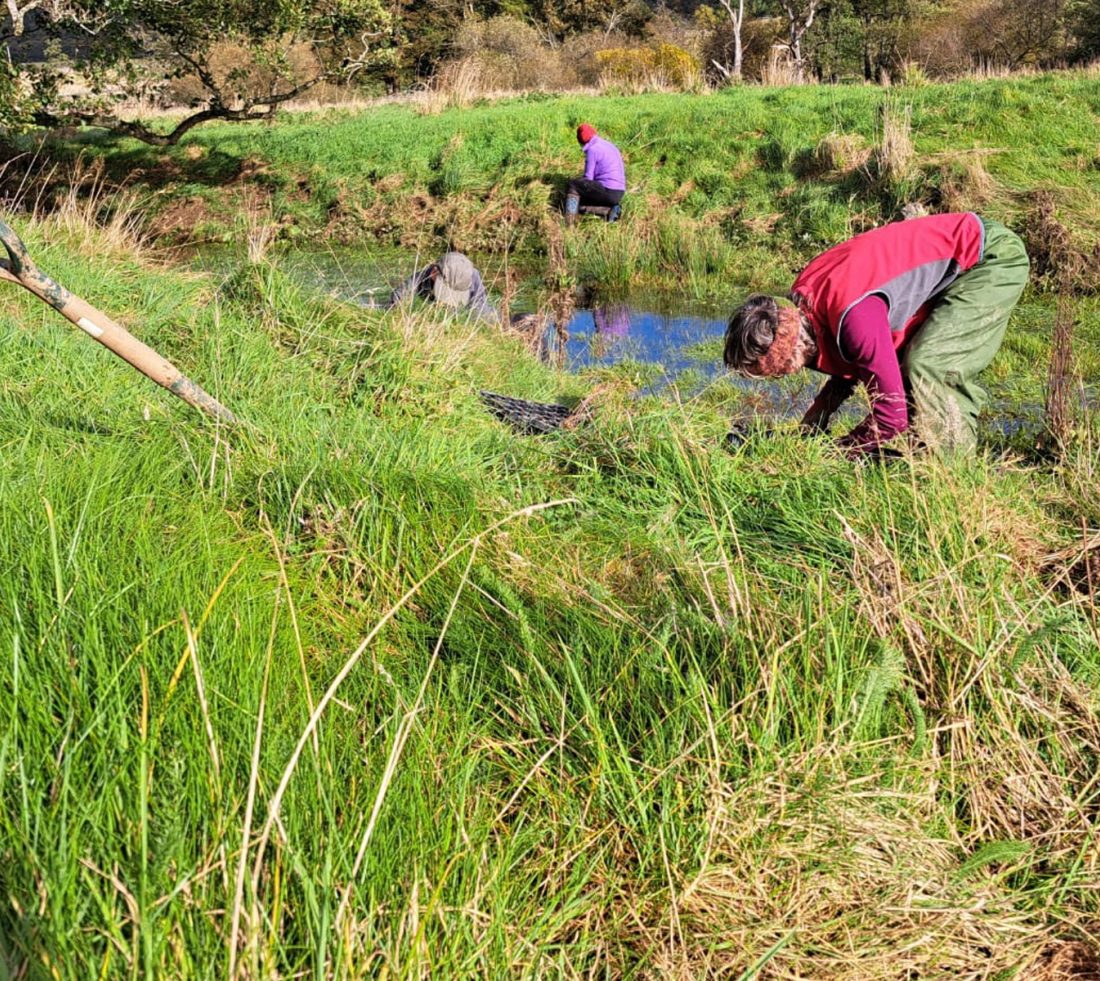 Volunteers on the river bank plug planting native species.