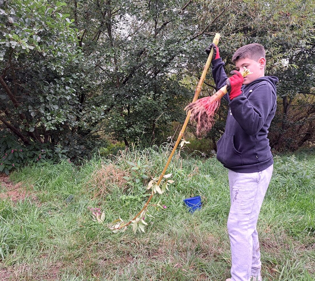 A young person holding a large root of Himalayan balsam after uprooting the plant during a balsam bashing volunteer event at Petteril Vale in Carlisle.
