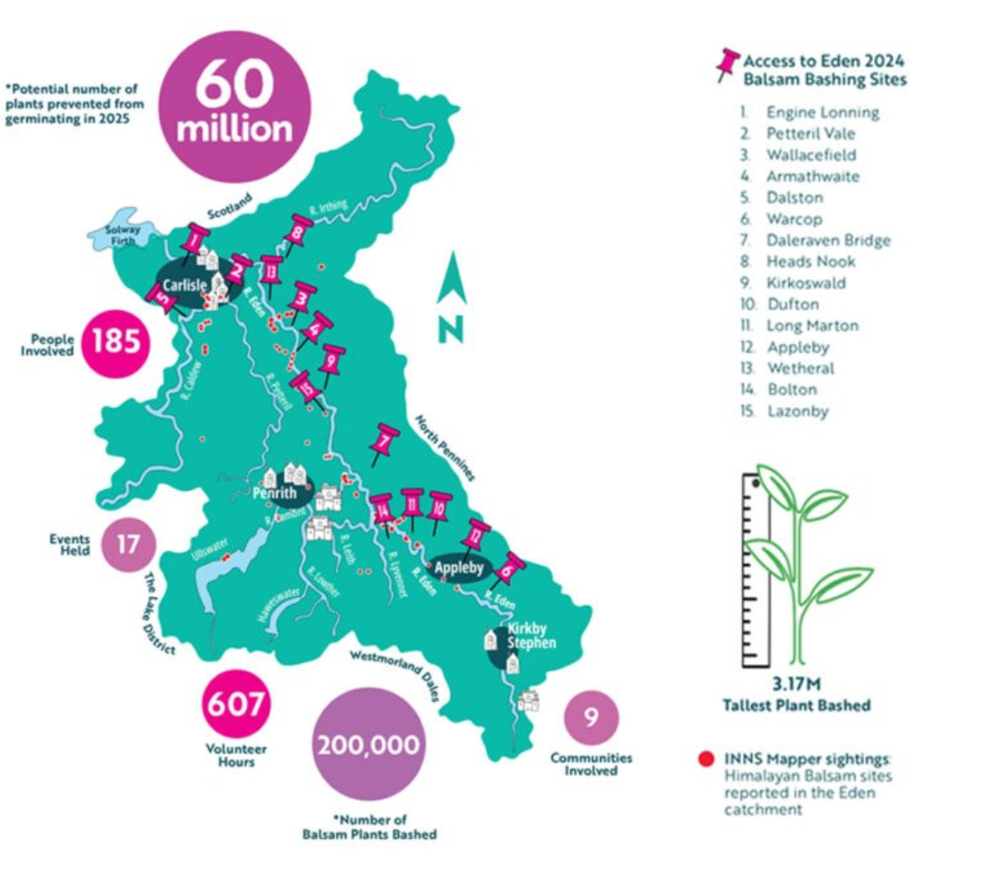 Infographic of the Eden river catchment detailing the impact of balsam bashing activities in 2024 in figures.