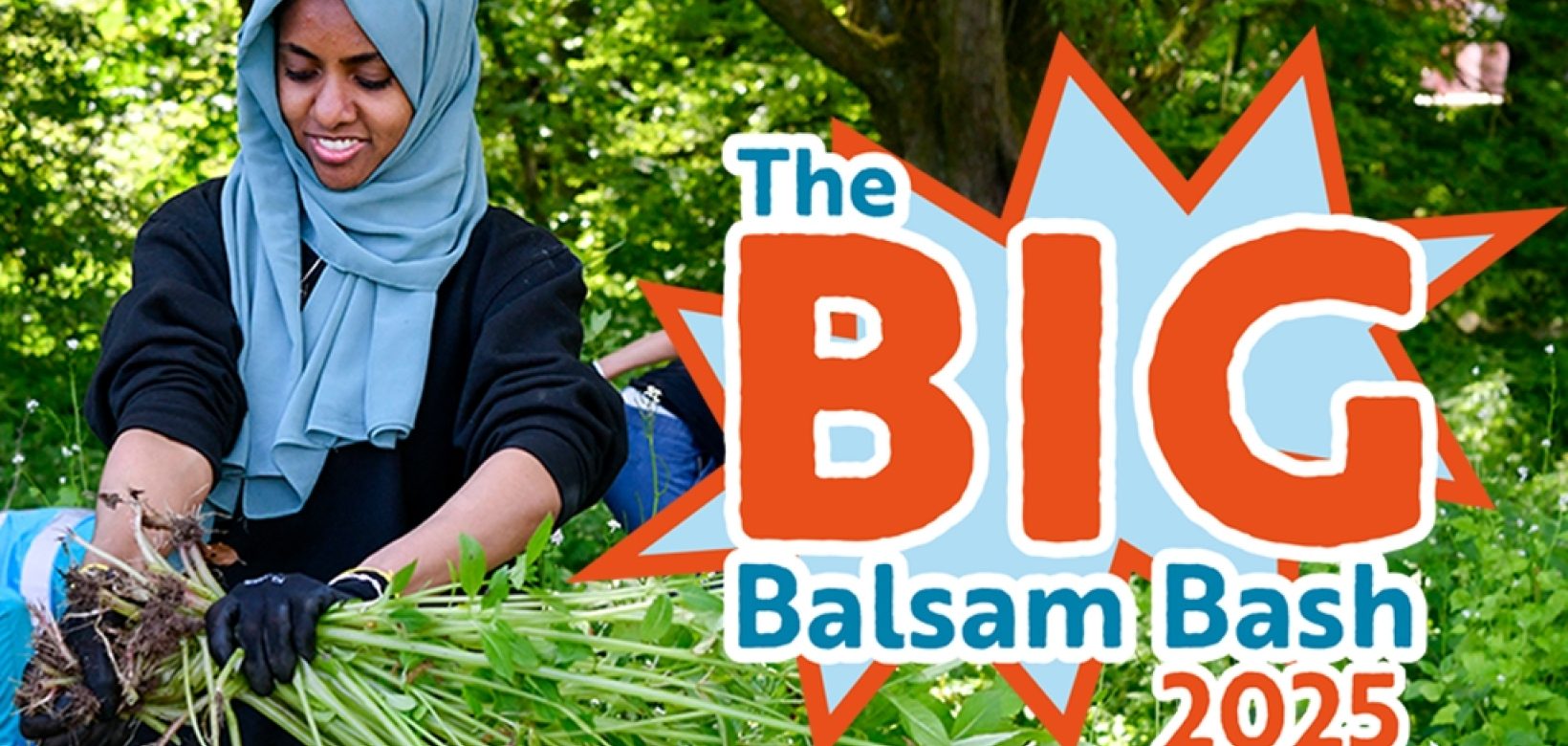 A volunteer pictured holding a large uprooted Himalayan balsam plant with graphic which reads: 
