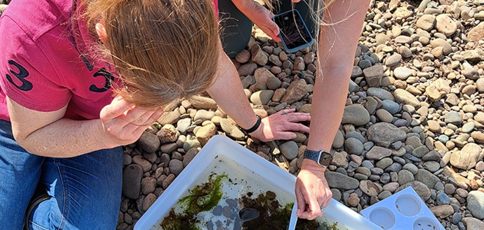 Two people looking at a large white tray containing aquatic flora and fauna in samples taken from a nearby river.