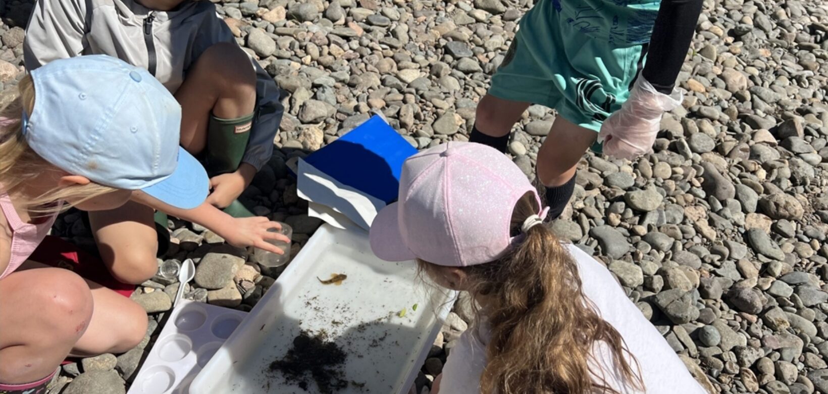 Young people investigating river finds in a large white tray at the rivers edge, filled with water and samples of aquatic flora and fauna.