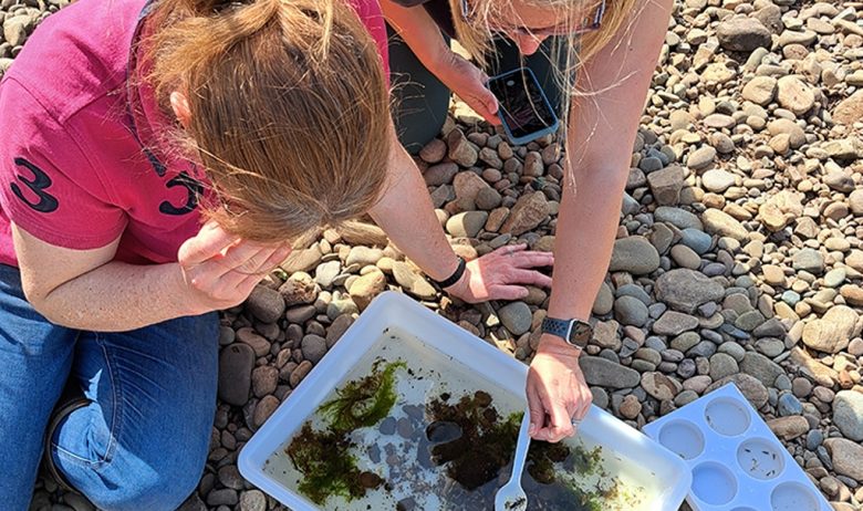 Two people looking at a large white tray containing aquatic flora and fauna in samples taken from a nearby river.