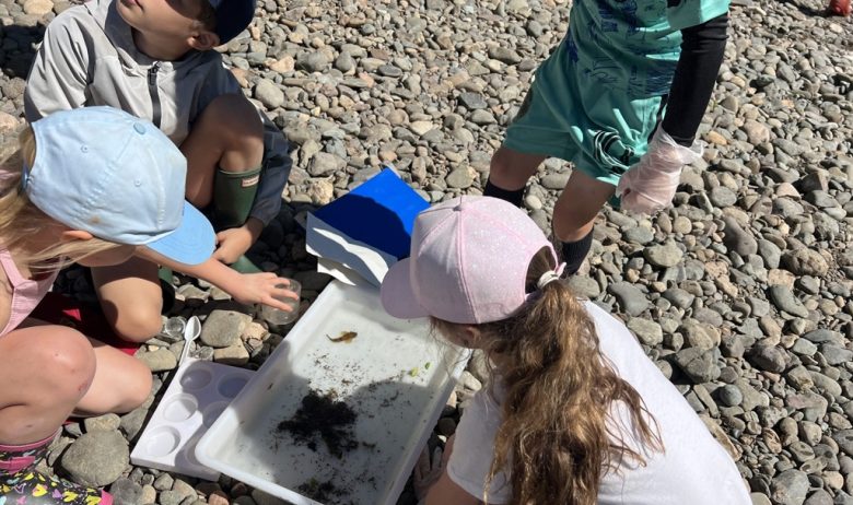 Young people investigating river finds in a large white tray at the rivers edge, filled with water and samples of aquatic flora and fauna.