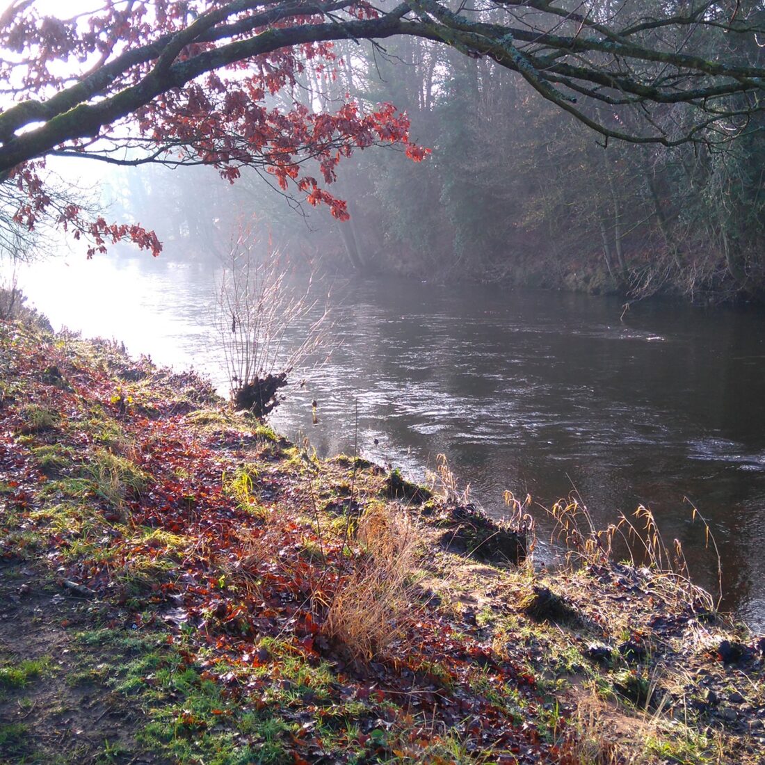 A single tree in with red autumn leaves growing on the bank of a deep river flowing to the right.