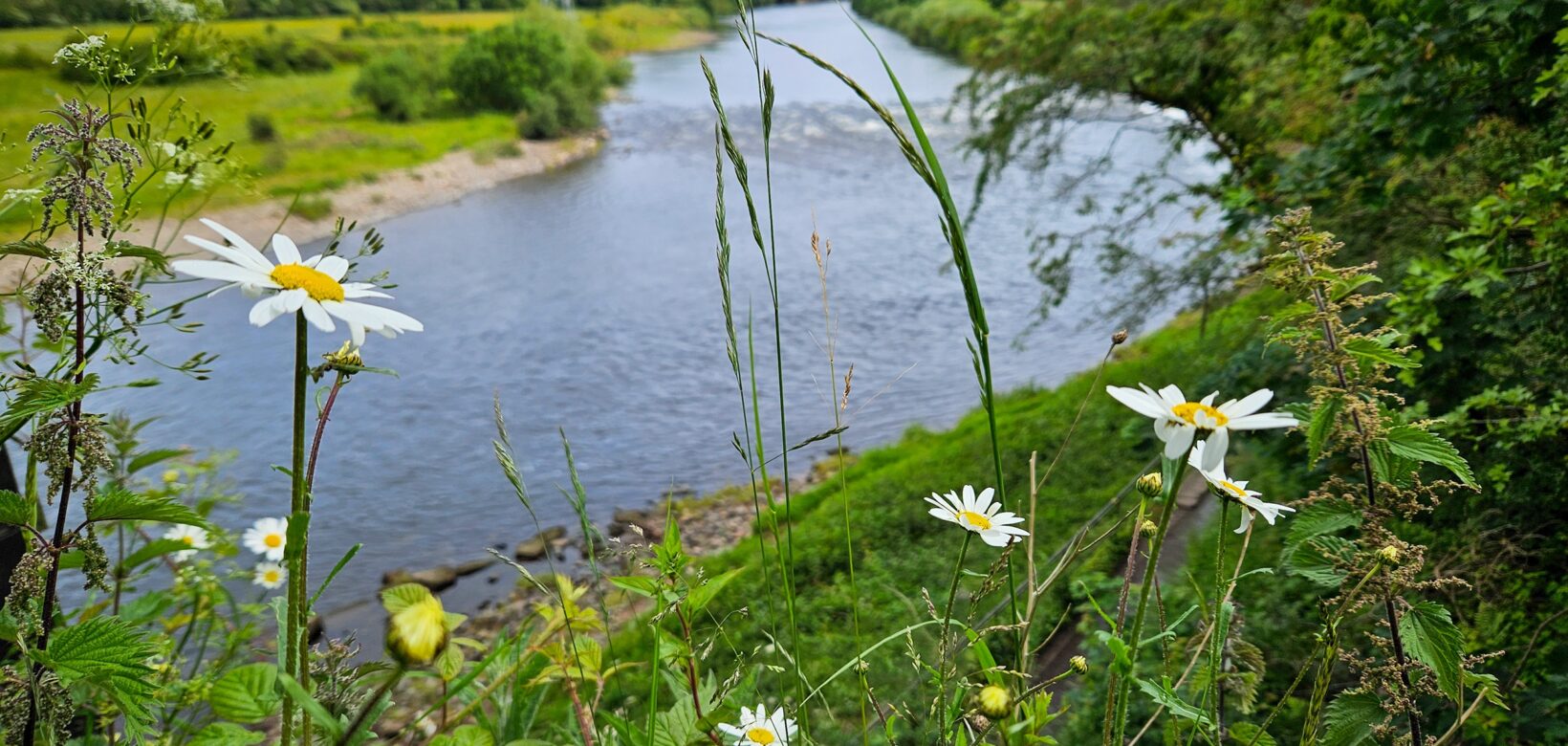 View from top of river bank looking down wide river, with Oxeye daisies in foreground.
