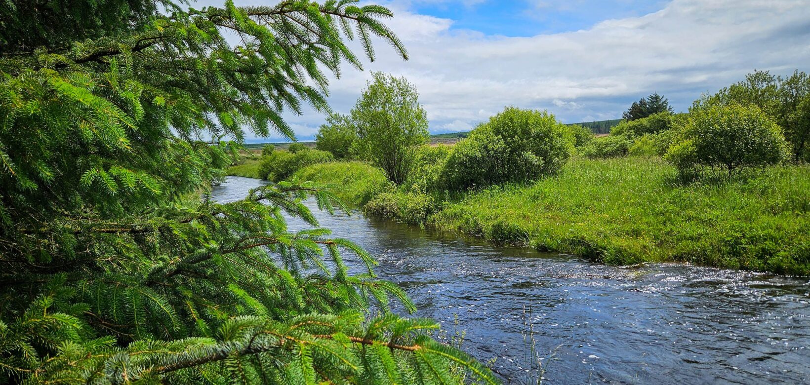 Sunny day with blue sky dotted with wispy white clouds. A river is flowing between two green riverbanks. In the foreground, there are the branches of a conifer.