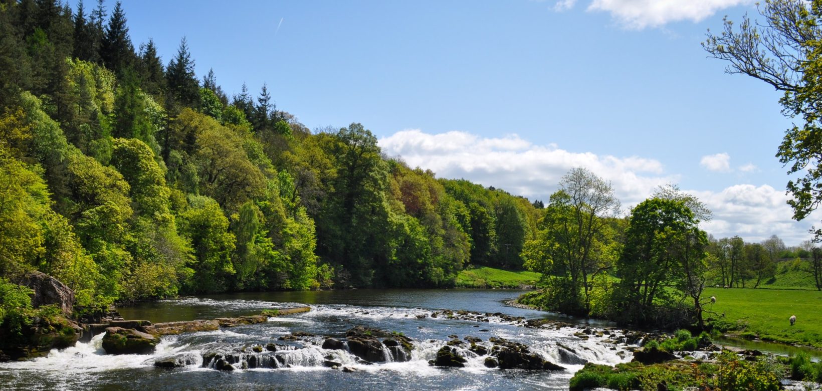 A wide fast flowing river with multiple cascades of water flowing over large boulders scattered across the flow of the river. Left bank covered by dense woodland in green leaf, right bank open grassland with single mature trees.