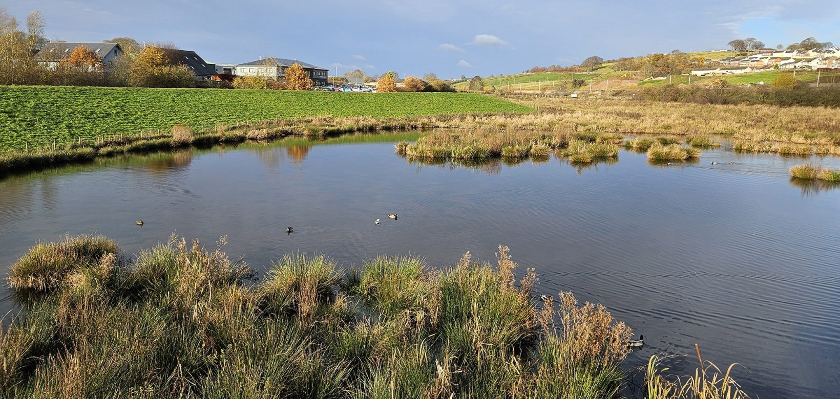 A wetland pond in a town centre nature reserve